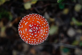 cogumelos, cogumelo, vermelho, outono, Amanita muscaria, perigoso, veneno, fungos, Toadstool, crescendo, floresta