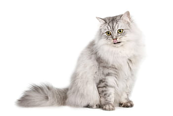 šedá perská kočka, kočka, domácí zvíře, zvíře, zvířat, katze, savec, domácí mazlíčci, domácí kočka, domácí zvířata, Kočkovitý