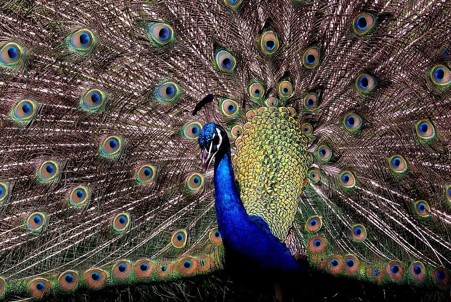 Peacock, Close Up, Plumage, Bird, Head, tail, peafowl, fantail, vibrant, exotic, tropical