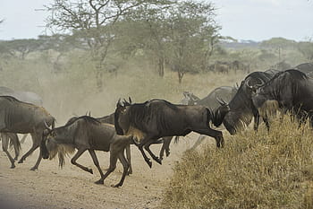 fotografování divoké zvěře, rozmanitá zvířata, během dne, pakoně, stádo, gnus, divoký, běh, serengeti, savany, tanzanie