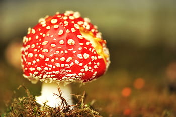 Červené, bílý, fotografování zaměřené na houby, houba, moucha agaric, zahrada, mech, tráva, toxický, Příroda, podzim
