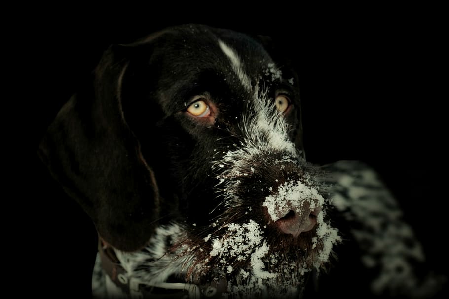 dospělý německý wirehaired ukazatel, Pes, zvíře, německý drátěný, lovecký pes, čistokrevný pes, domácí zvíře, hundeportrait, pet fotografování, hlava psa, mladý pes