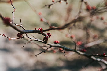 散歩、 秋の森、 秋、 森、 葉、 木、 植物、 丸太、 枝、 自然、 季節