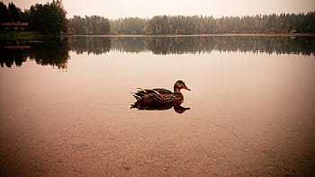 duck, body, water, swamp, surrounded, trees, river, lake, nature, landscape, sunny