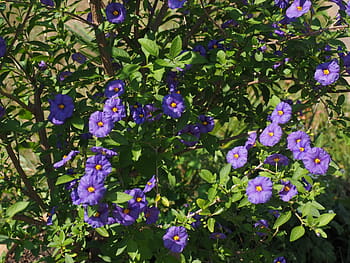 květ, fialový, keř, nachový, modrá fialová, lycianthes rantonnetii, solanum rantonnetii, lycianthes, nachtschattengewächs, solanaceae, okrasné rostliny