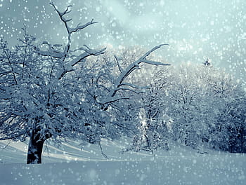 la neve, coperto, pieno, alberi, grigio, cielo, vicino, foto, inverno, invernale, nevoso