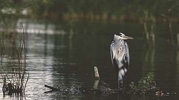 птица, клюн, перце, животно, летя, вода, река, езеро