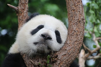 mělký, zaostřovací fotografie, panda, medvěd panda, spát, odpočinek, relaxovat, Čína, savec, bambus, mladé zvíře