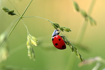 Červené, slunéčko sedmitečné, zelená, listová rostlina, detailní, fotografie, brouk, coccinellidae, hmyz, Příroda, bodů