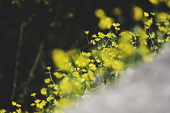 yellow petaled flower, yellow, petaled, flowers, soil, nature, blossoms, branches, bed, field, stems