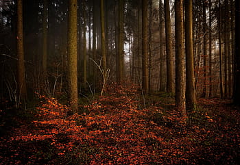 пейзажна фотография, гора, дървета, гори, растения, природа, на открито, приключение, есен, падане, дърво