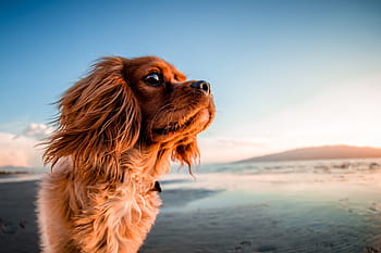 adult american cocker spaniel, digital, wallpaper, dog, animal, pet, puppy, beach, coast, sunny, summer