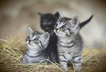 two, silver, tabby, kittens, cat, young animal, kitten, mackerel, domestic cat, pet, cute