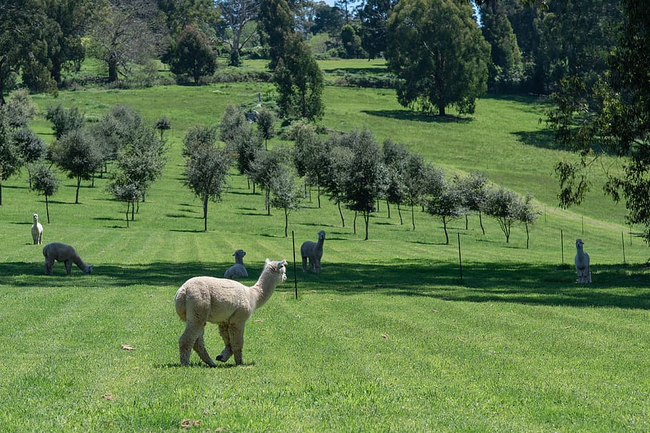 alpaca, camelid, mammal, animal, livestock, wool, fleece, herbivore, herd