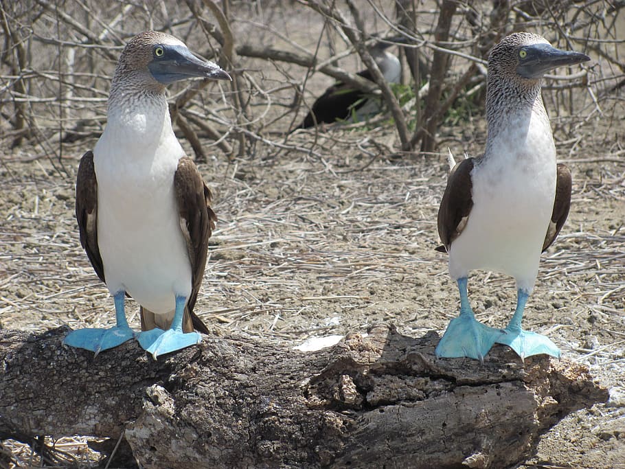 bobo ptáků, ptáků, pár, tropický, fauna, modro-footed booby