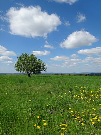 albero, prato, paesaggio, verde, natura, nuvole, Polonia, erba, primavera, scena rurale, estate