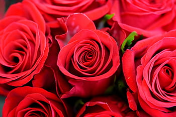 romance, rose, love, red rose, beautiful, white, bouquet, flowers, romantic, plants, pink