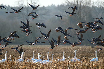 white geese, geese, whooper swan, bird, swans, goose, migratory bird, water bird, flock of birds, migratory birds, swarm