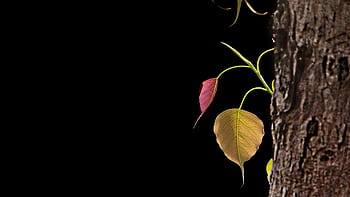 strom, bodhi strom, bo, ficus religiosa, Indie, Příroda, list, rozjímání, dhamma, mahamevnawa, Buddha