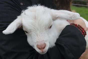 人、 保持、 白、 ヤギ、 子羊、 nz、 動物、 赤ちゃん、 羊、 草、 農場