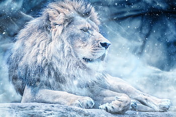 lion, winter season poster, snow, lying down, art, animal, nature, scrapbooking, paper, texture, scrapbook