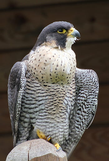 Cooperův jestřáb, pták, raptor, volně žijících živočichů, posazený, pošta, hledá, lovec, dravec, majestátní, Příroda