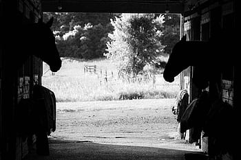 horses, barn, stable, stall, animal, equine, monochromatic, livestock, farm, silhouette, equestrian
