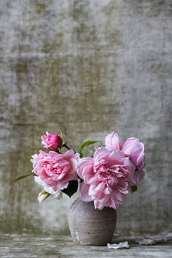 avvicinamento, fotografia, rosa, fiori petalo, vaso, Rose, mazzo, fiore, floreale, regalo, pentola