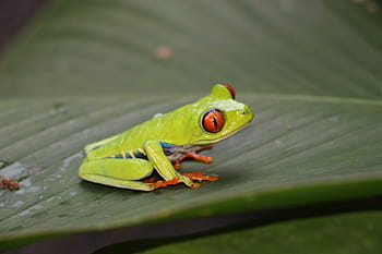 red-eye frog, red-eyed tree frog, frog, red eye, eyes, red eyes, agalychnis callidryas