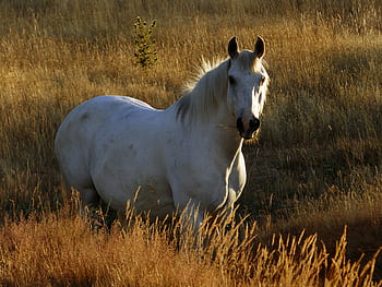 white, horse, pasture, sunny, animal, field, farm, equine, equestrian, nature, landscape