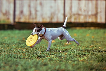 dog, biting, yellow, flying, disc, running, pet, happy, playing, field, grass