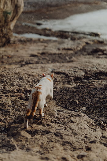 gato, Italia, mascotas, animales, callejeros, gatitos, gatos, Sorrento