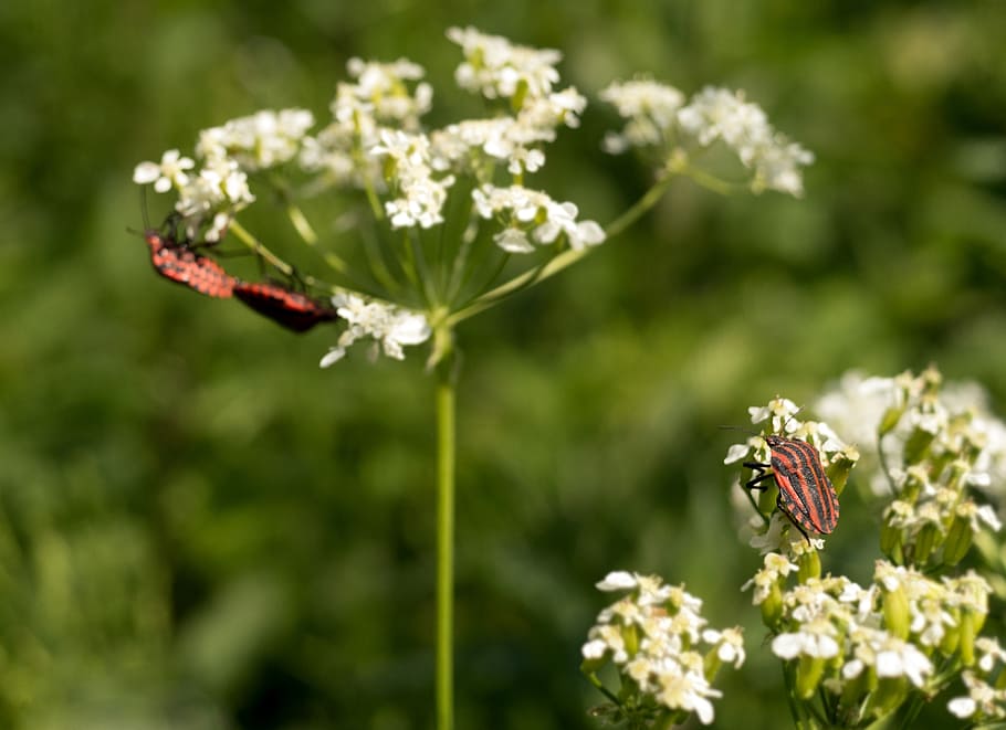 bug, pairing, voyeurism, spring, strip bug, insect, insect photo, reproduction, nature, meadow, flowers
