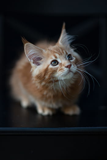 Kätzchen, gähnen, Red Maine Coon Kätzchen, Amerikanische Waldkatze, süß, Haustier, Pelz, klein