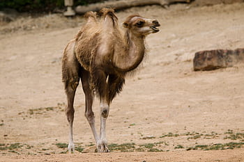 animals, camel, young camel, hump, desert, sand, tiergarten nürnberg