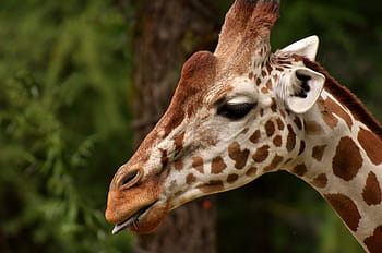 フォーカス写真、 キリン、 顔、 動物園、 動物、 動物の肖像画、 野生動物、 ティアパークヘラブルン