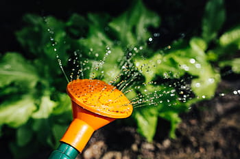 principios del jardín de primavera, principios de la primavera, jardín de primavera, jardín, plantas, primavera, azada, jardinería, regadera, plántulas, cultivo