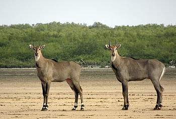 nilgai, antilopa, zvíře, divoký, modrý býk, boselaphus tragocamelus, největší, asijské antilopy, mammalia, bovinae, bestie