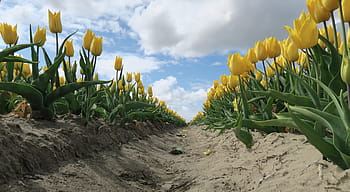 tulip, bunga, holland, musim semi, belanda, bidang, kuning, warna