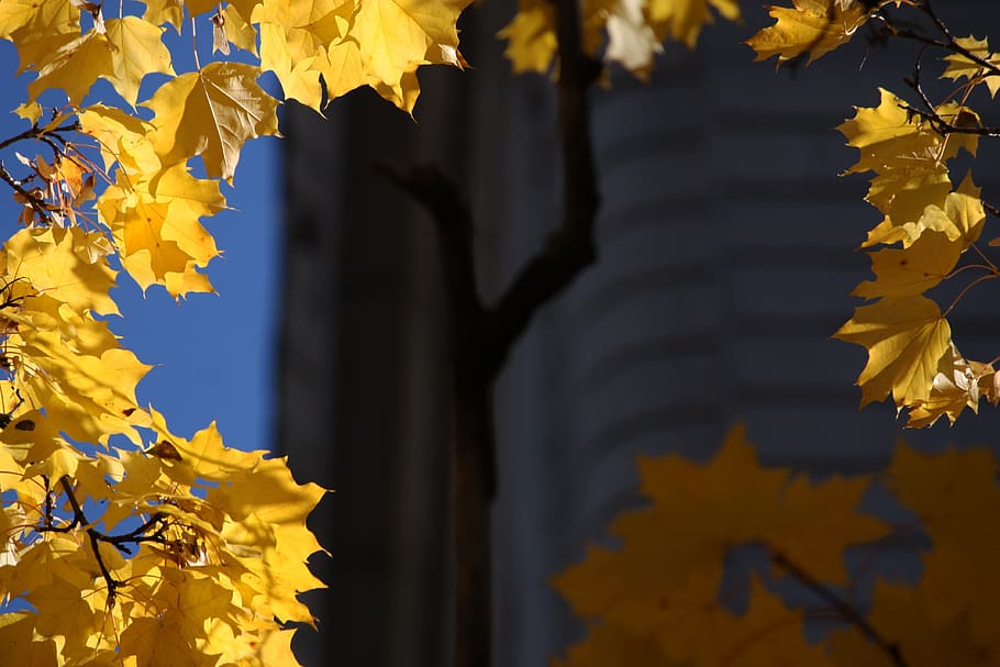 leaves, yellow, maple, autumn, fall, season, seasonal, tree, october, september, nature