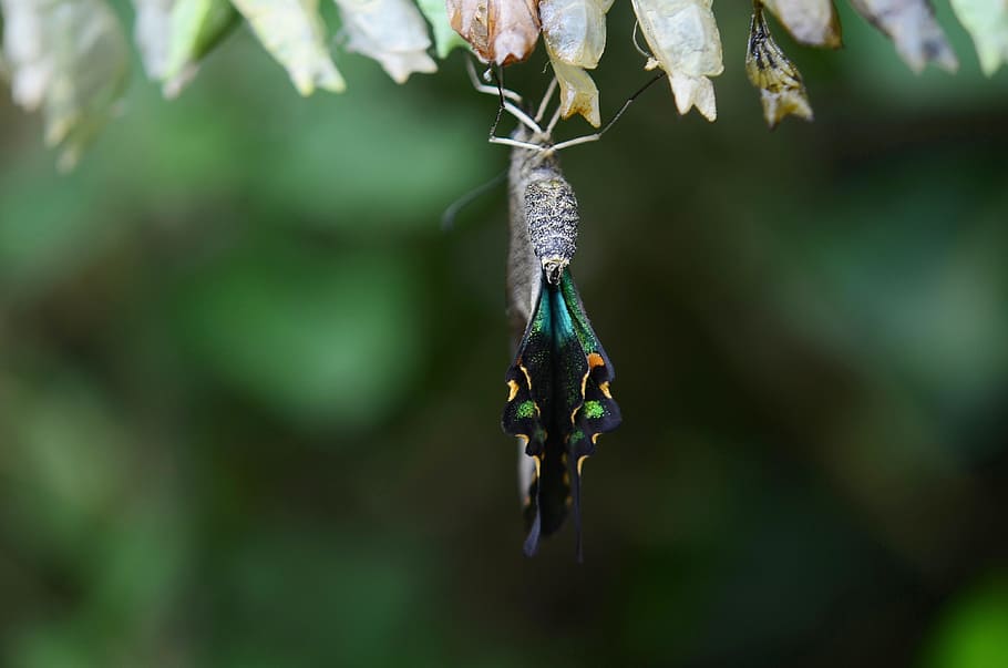 makro fotografie, motamorfóza motýlů, kokon, motýl, hmyz, zvíře, makro, larva, křídlo, kuklu, volně žijících živočichů