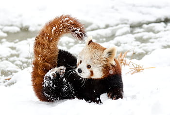 rosso, panda, la neve, giorno, panda cinese, Panda rosso, giocare, zoo, inverno, freddo, bianca