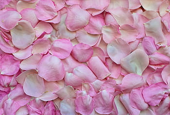pile, pink, rose, petals, rose petals, background, love, valentine's day, valentines, romance, romantic