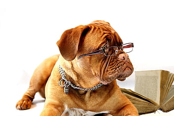 adult, brown, french, mastiff, dog, dogue de bordeaux, bordeaux, burgundy, puppy, female, the office of the