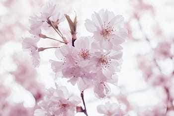selective, focus photography, white, blossom, leaf, pink, blossoms, bloom, flower, garden, petals
