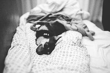 berbaring, tempat tidur, Anjing, hewan peliharaan, hewan, lucu, anak anjing, blackandwhite, hitam dan putih, kamar tidur, di dalam ruangan