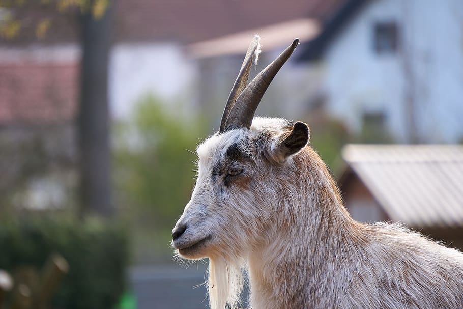 goat, goats, zoo, petting zoo, goatee, nature, cute, head, close up, watch, view
