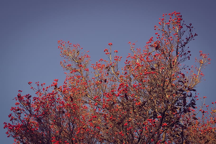 tree, nature, thorn apple, valve thorn, street tree, fruits, red, winter trees, plant, berry red, fruit