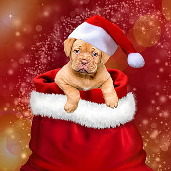 dog, wearing, christmas hat wallpaper, christmas, gifts, dogs, christmas dog, santa hat, cap, give, christmas time