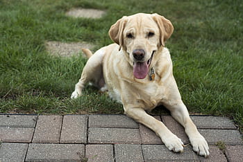 Erwachsene, Gelb, Labrador Retriever, lügen, Grün, Gras, tagsüber, Hund, gelb, labrador, retriever, Labrador, Retriever